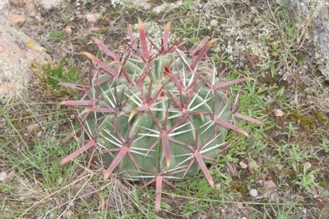 ferocactuslatispinus.jpg