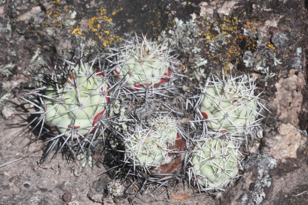 ortegocactusmacdougallii.jpg