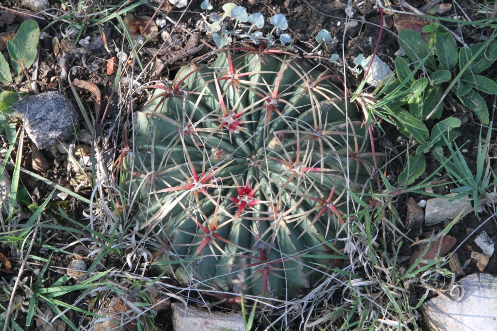 ferocactusmacrodiscus.jpg