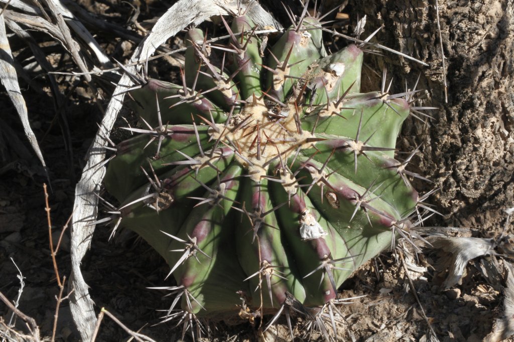 echinocactusplatyacanthus.jpg
