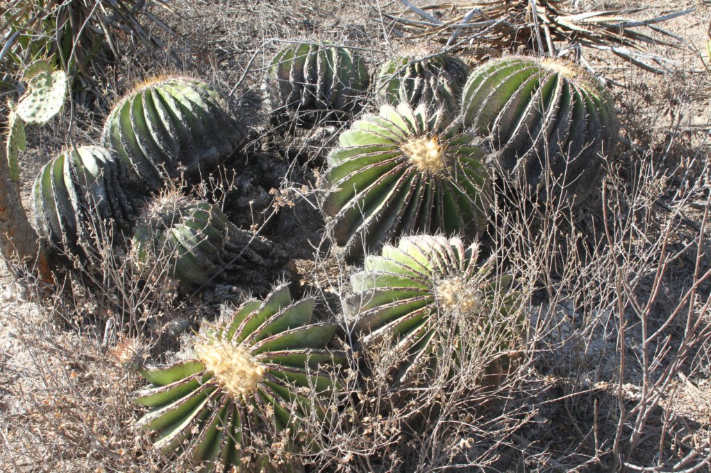 echinocactusplatyacanthus2.jpg