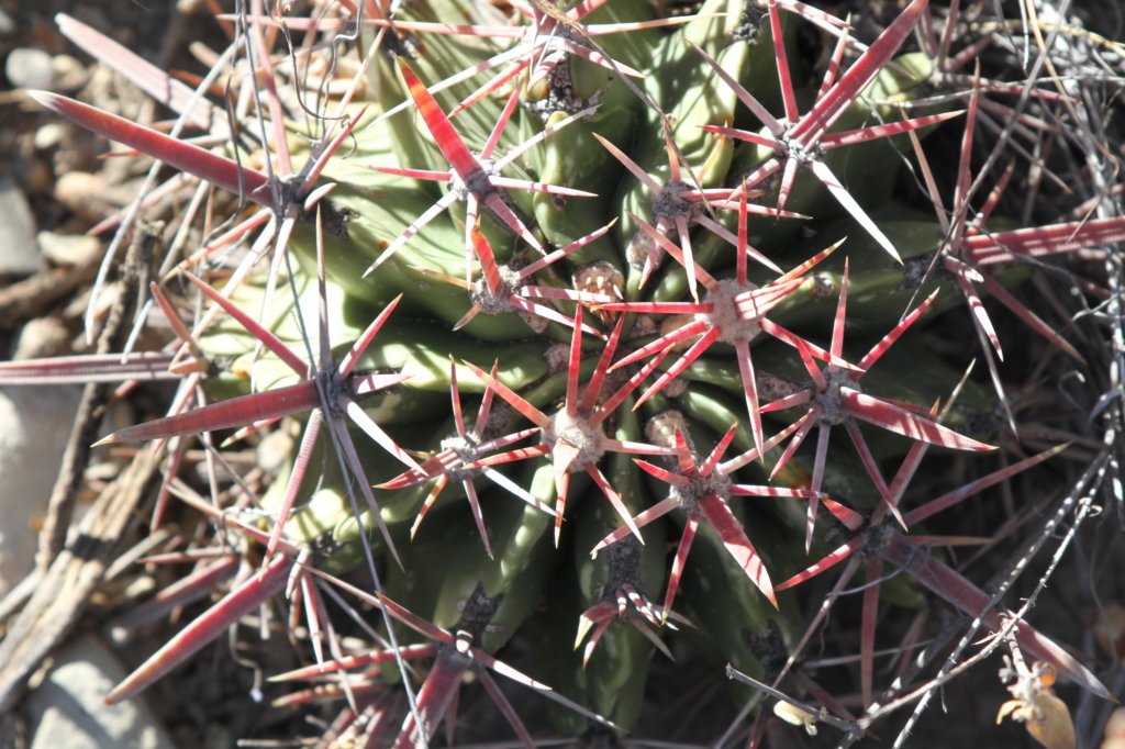 ferocactuslatispinus.jpg