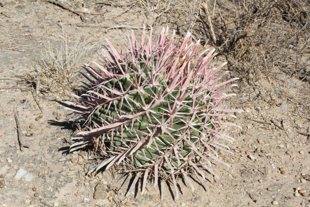 ferocactuslatispinuscurvispinus.jpg