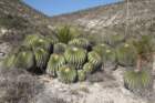 echinocactusplatyacanthus_small.jpg