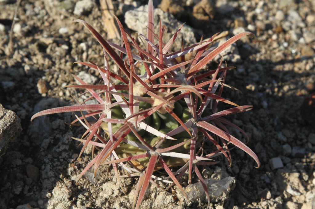 ferocactuslatispinus.jpg