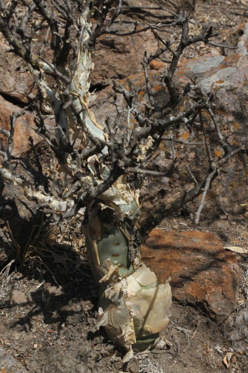 burseramicrophylla.jpg