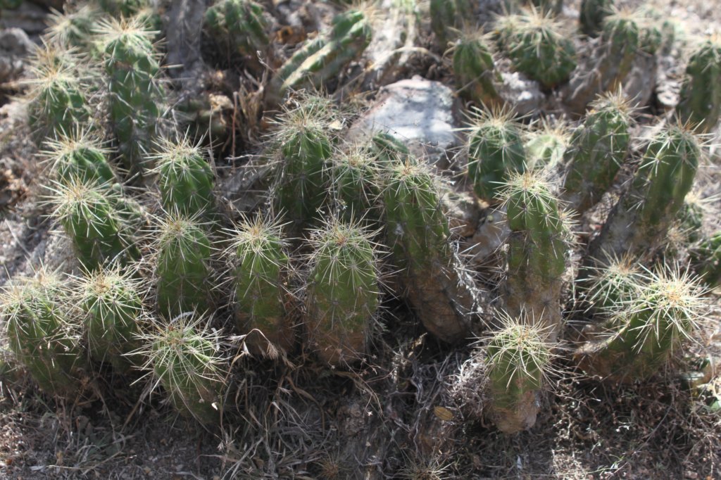 echinocereuscinerescens.jpg