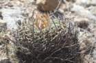 echinofossulocactuspentacanthus2_small.jpg