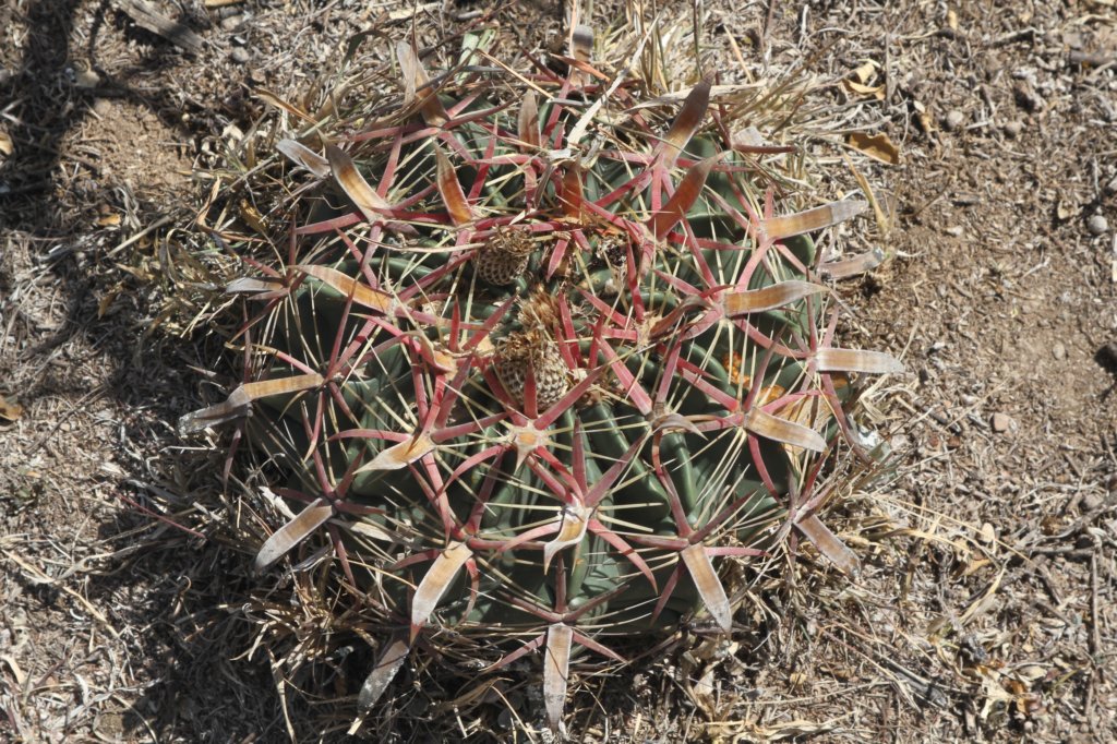 ferocactuslatispinus.jpg