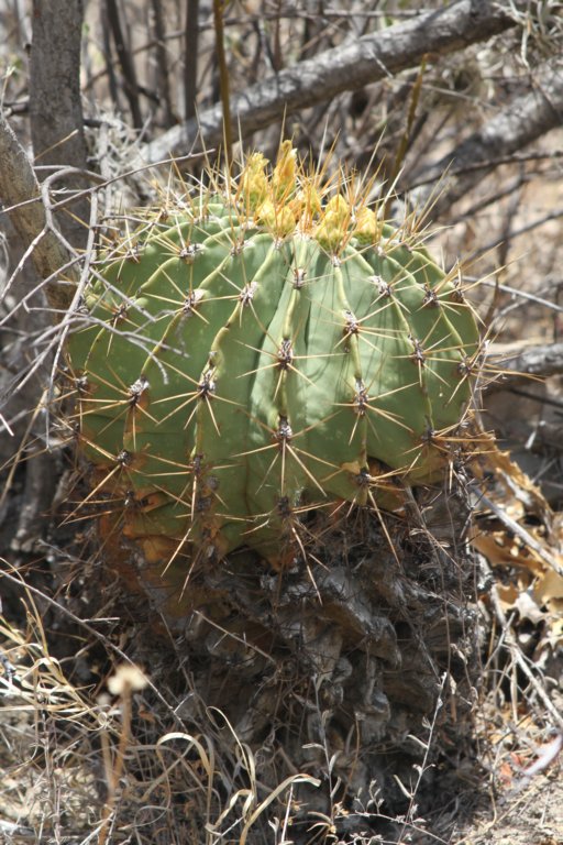 ferocactusechidne.jpg