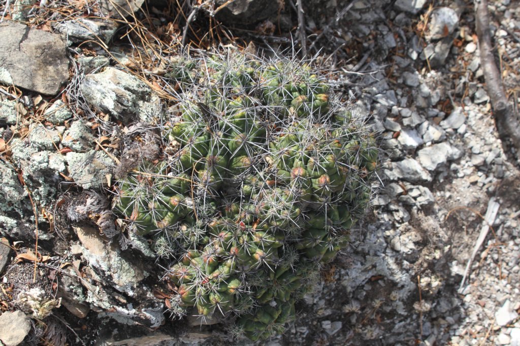 thelocactusleucanthus2.jpg