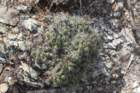 thelocactusleucanthus2_small.jpg