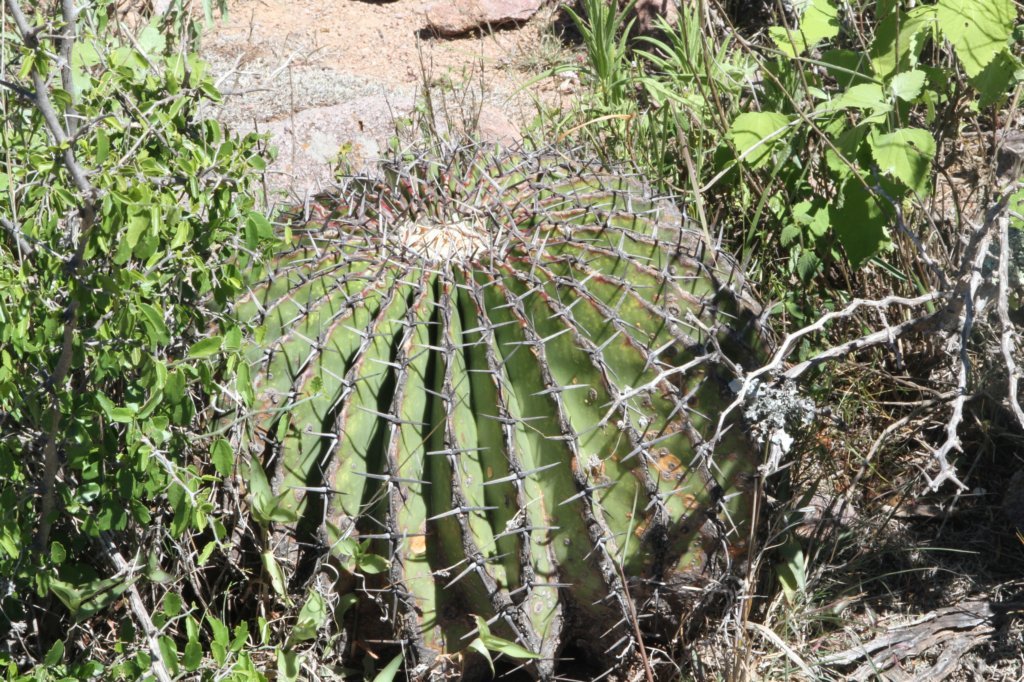 echinocactusingens.jpg