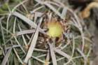 echinofossulocactusphyllacanthus3_small.jpg