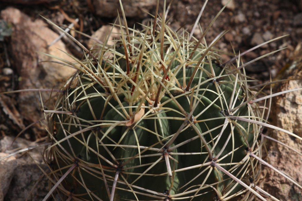 ferocactushystrix2.jpg