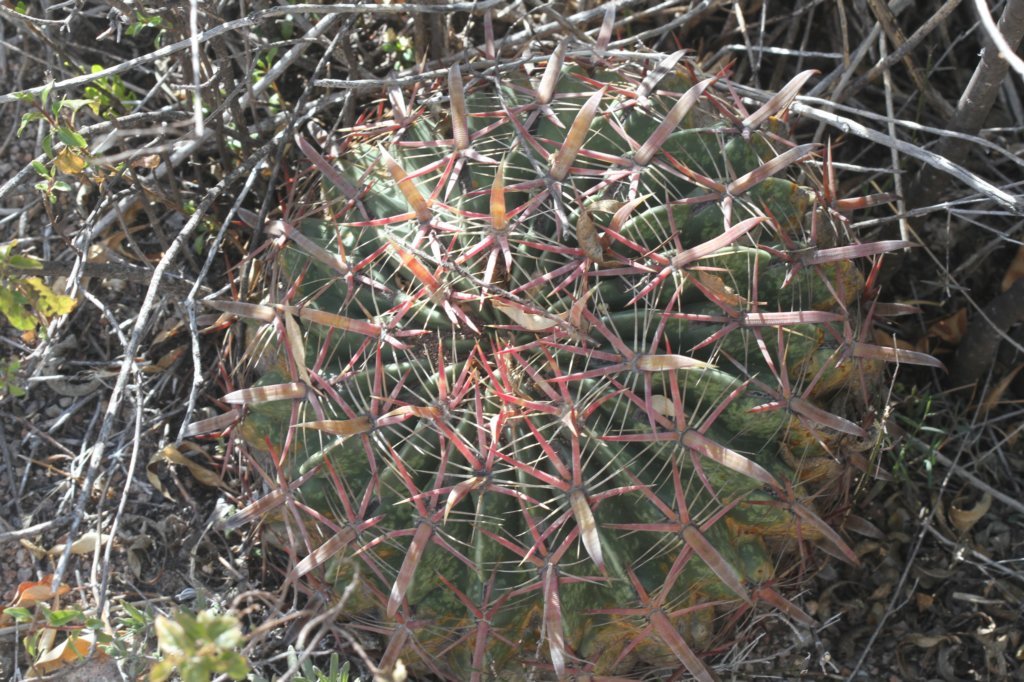 ferocactuslatispinus.jpg