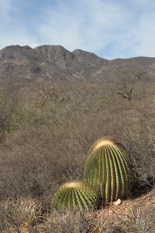 echinocactusplatyacanthus.jpg