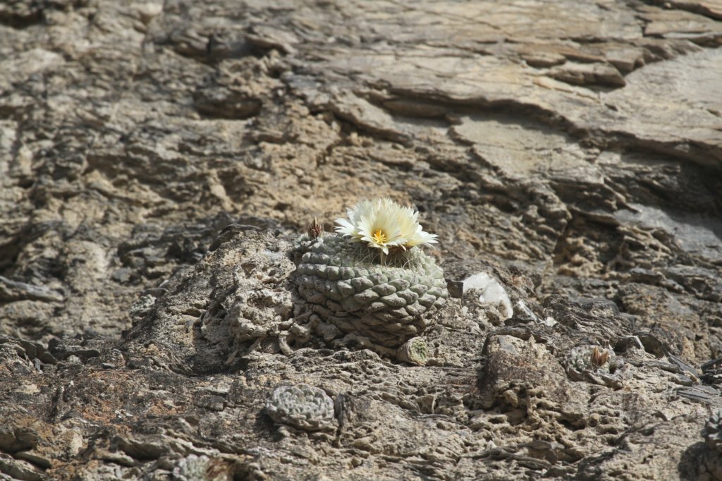 strombocactusdisciformis.jpg