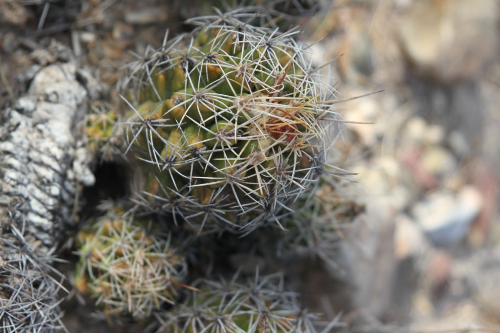 thelocactusleucanthusvarschmollii.jpg