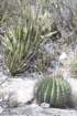 echinocactusplatyacanthusforegroundagavelechuguillabackground_small.jpg
