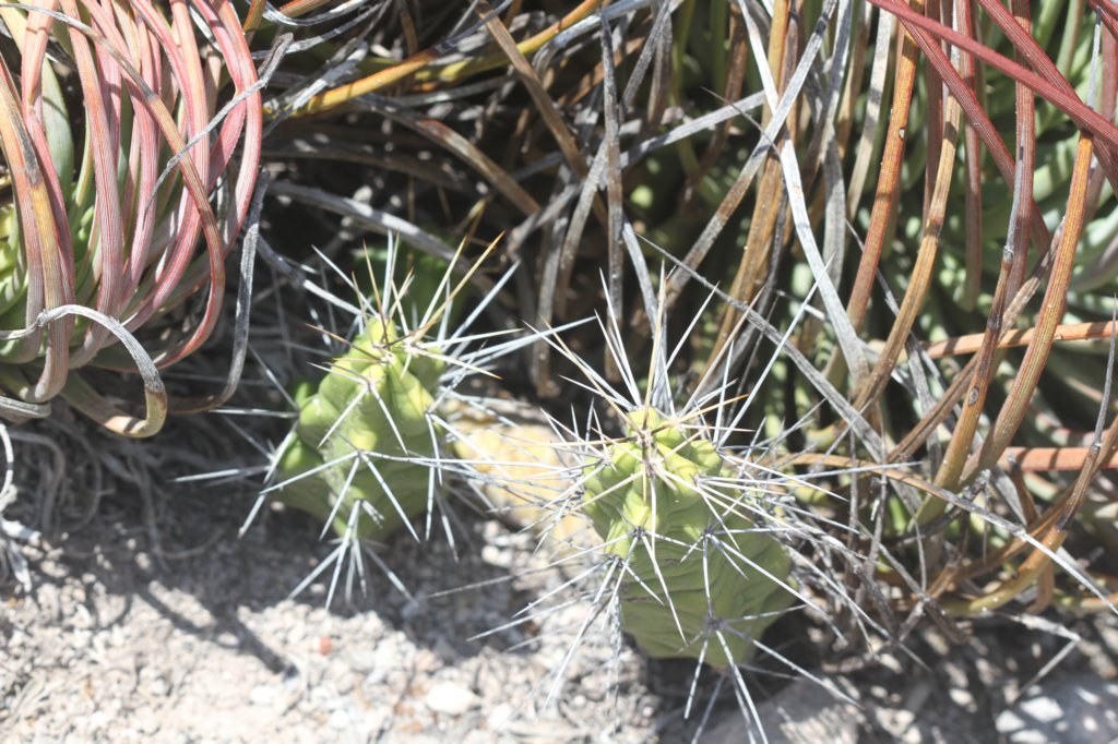 echinocereuspentalophus.jpg