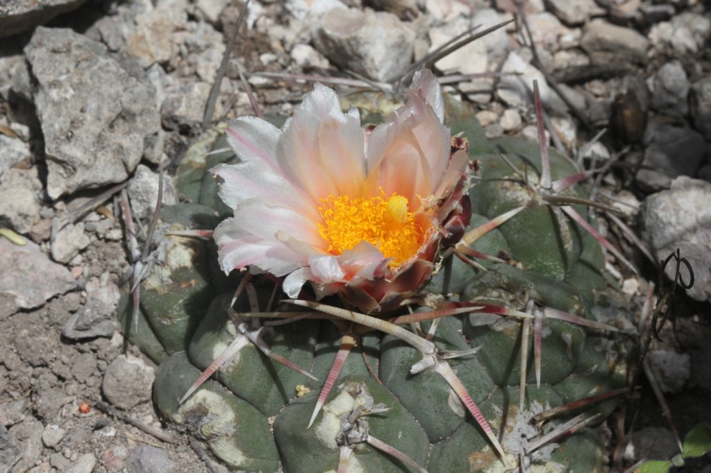 thelocactushexaedrophorus.jpg