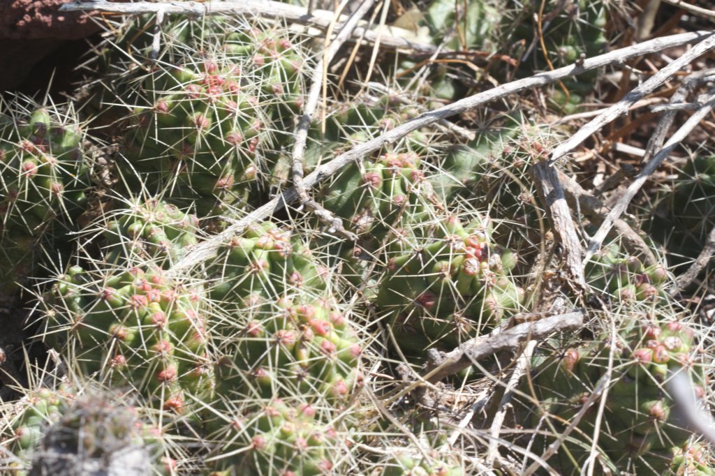 echinocereuscinerescens.jpg