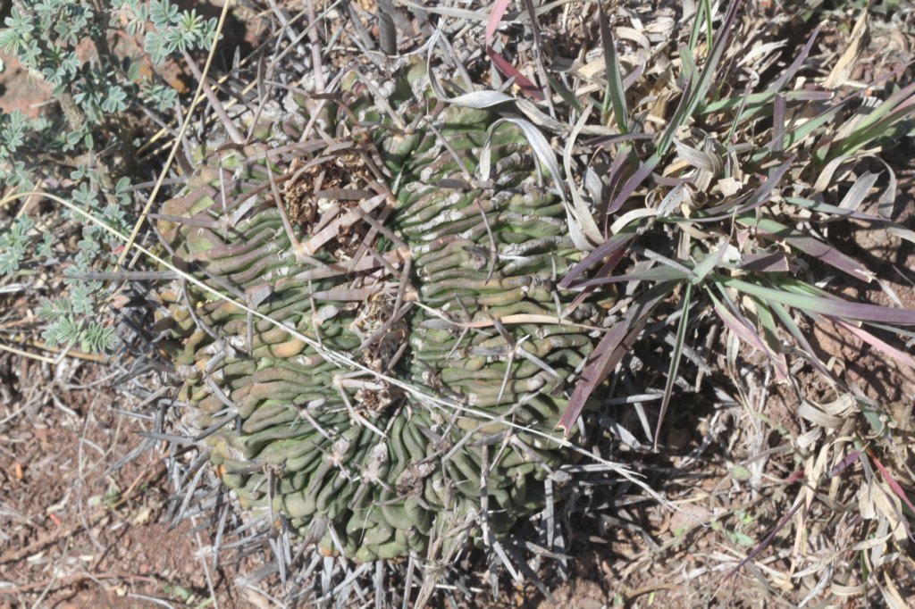 echinofossulocactuspentacanthus.jpg