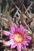 echinofossulocactuspentacanthus4_small.jpg