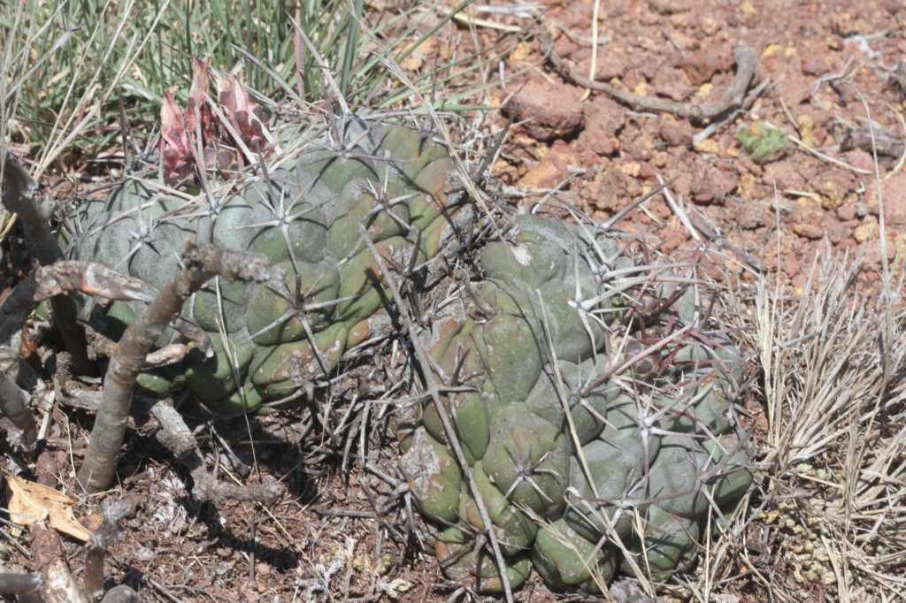 thelocactushexaedrophorus.jpg