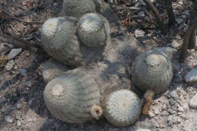 echinocereuspectinatus4.jpg