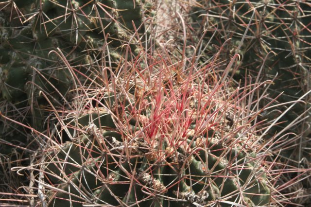 ferocactushamatacanthus2.jpg