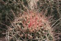 ferocactushamatacanthus2_small.jpg