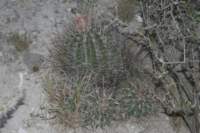 ferocactushamatacanthus_small.jpg