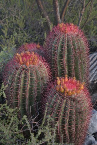 ferocactusstainesii.jpg