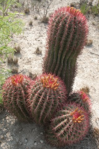ferocactusstainesii2.jpg