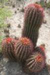 ferocactusstainesii2_small.jpg