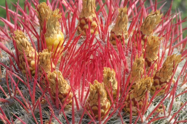 ferocactusstainesii3.jpg