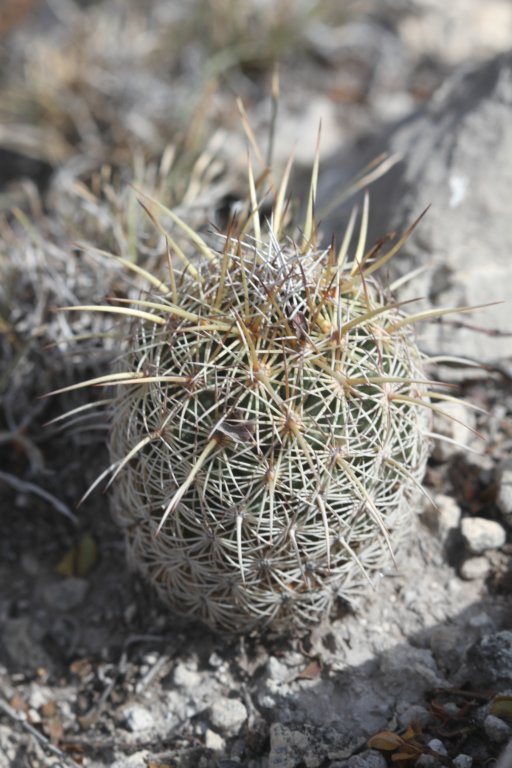 coryphanthaechinoidea.jpg