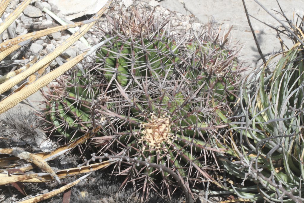 echinocactusplatyacanthus.jpg