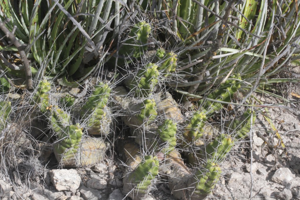 echinocereuspentalophus.jpg