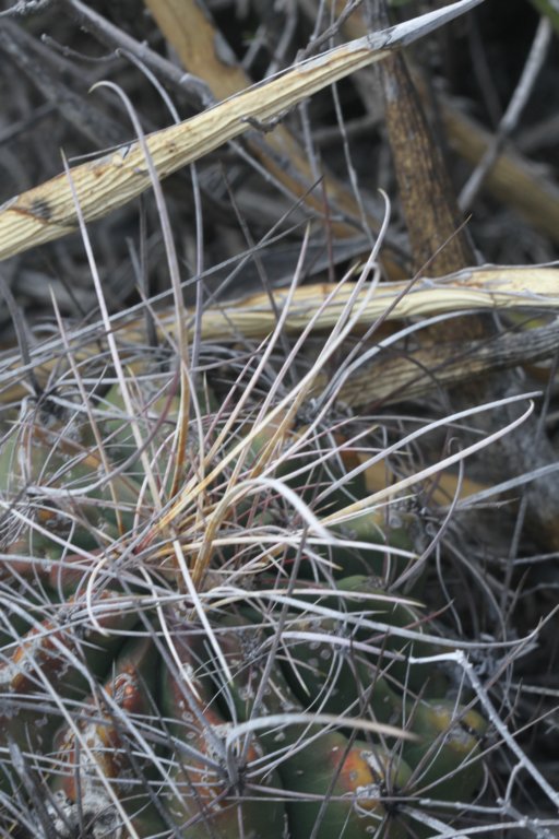 ferocactushamatacanthus2.jpg