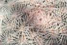 echinocereuspectinatus3_small.jpg