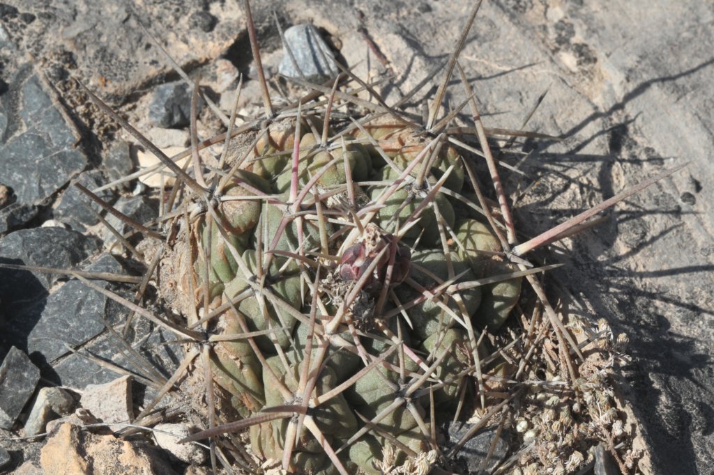 thelocactushexaedrophorus.jpg