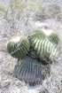 echinocactusplatyacanthus_small.jpg