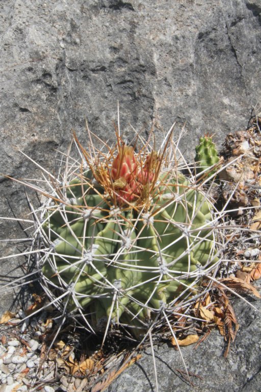 ferocactusechidne.jpg