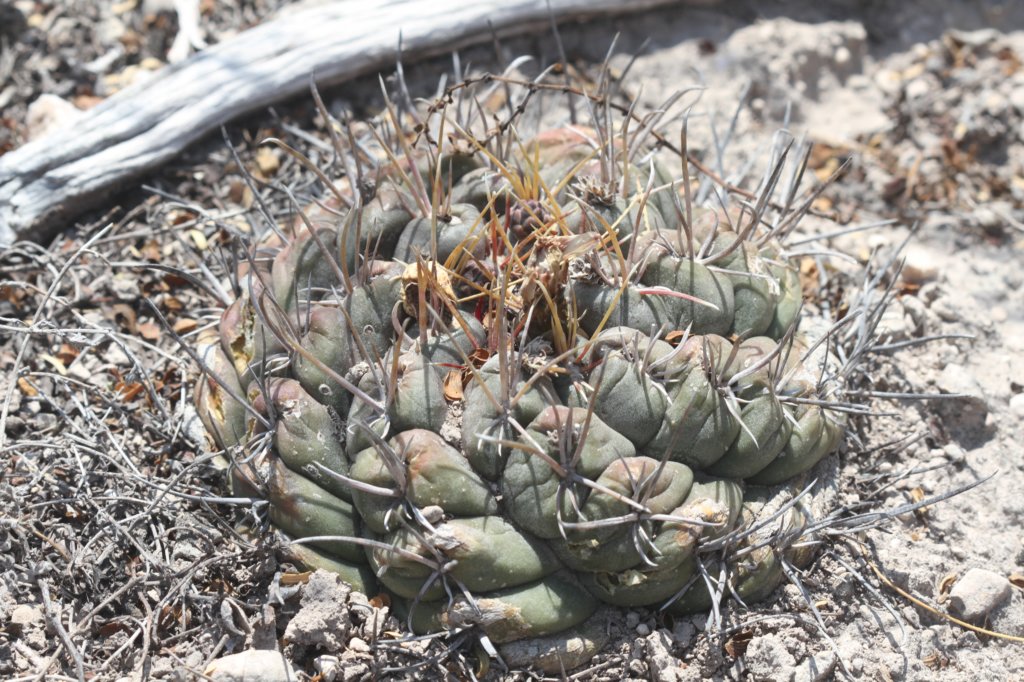 thelocactushexaedrophorus.jpg