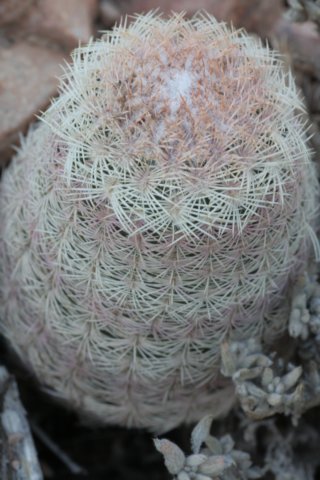 echinocereuspectinatus.jpg