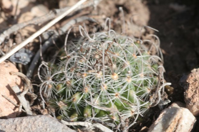 echinofossulocactusjuvenile.jpg