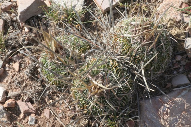 echinofossulocactusphyllacanthus2.jpg